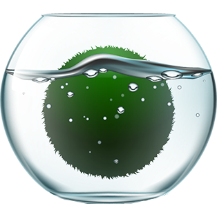 Marimo