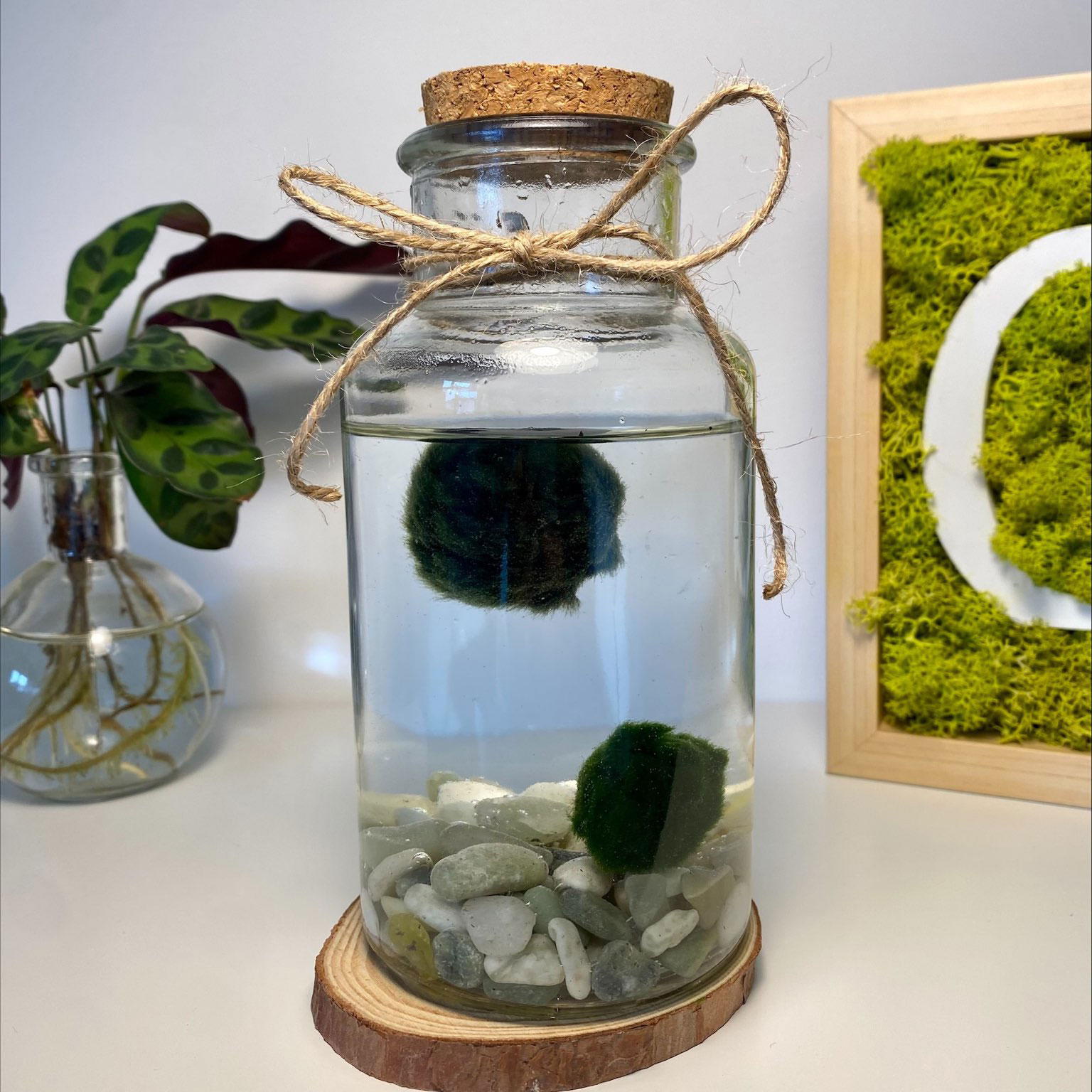 Coppia di Marimo