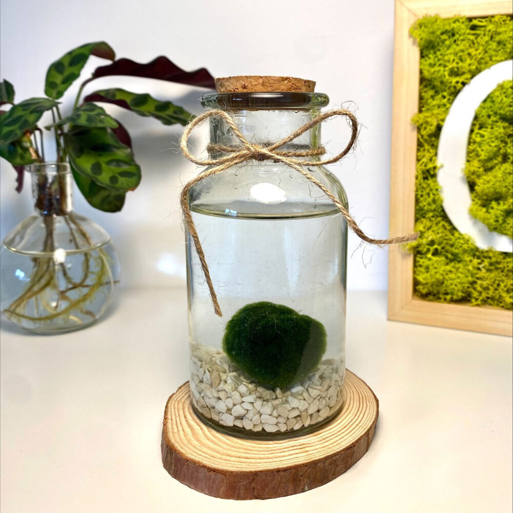 Marimo
